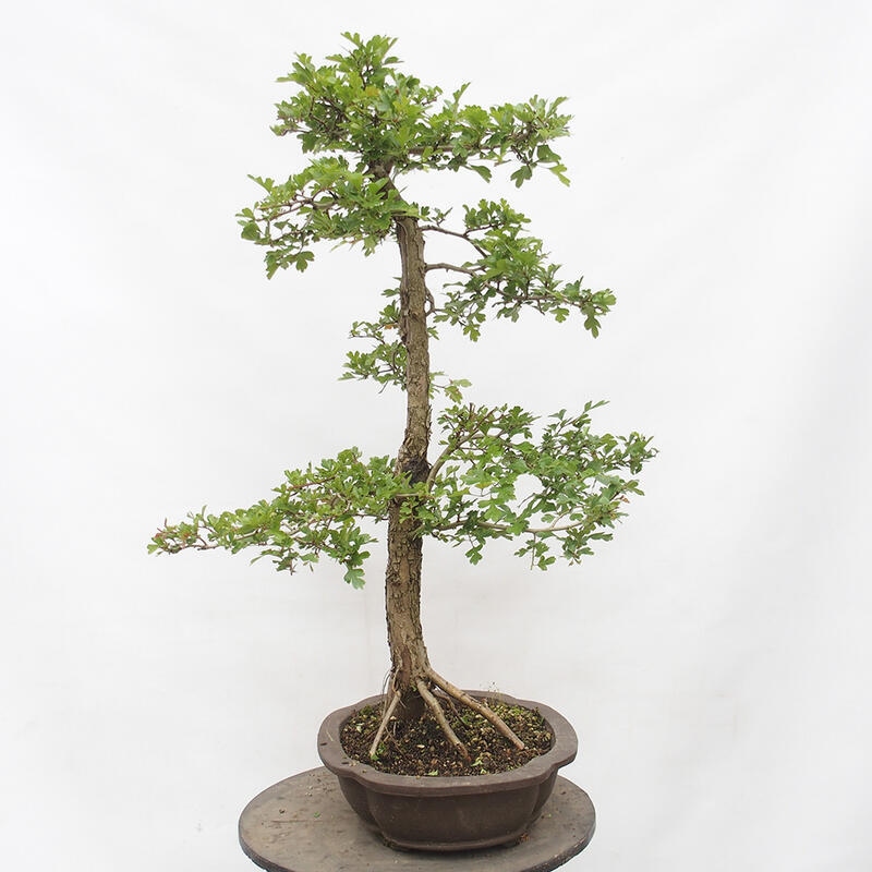 Outdoor bonsai - Hawthorn - Crataegus monogyna