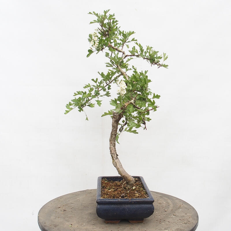 Outdoor bonsai - Hawthorn - Crataegus monogyna