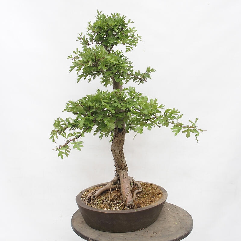 Outdoor bonsai - Hawthorn - Crataegus monogyna