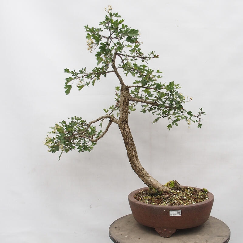 Outdoor bonsai - Hawthorn - Crataegus monogyna