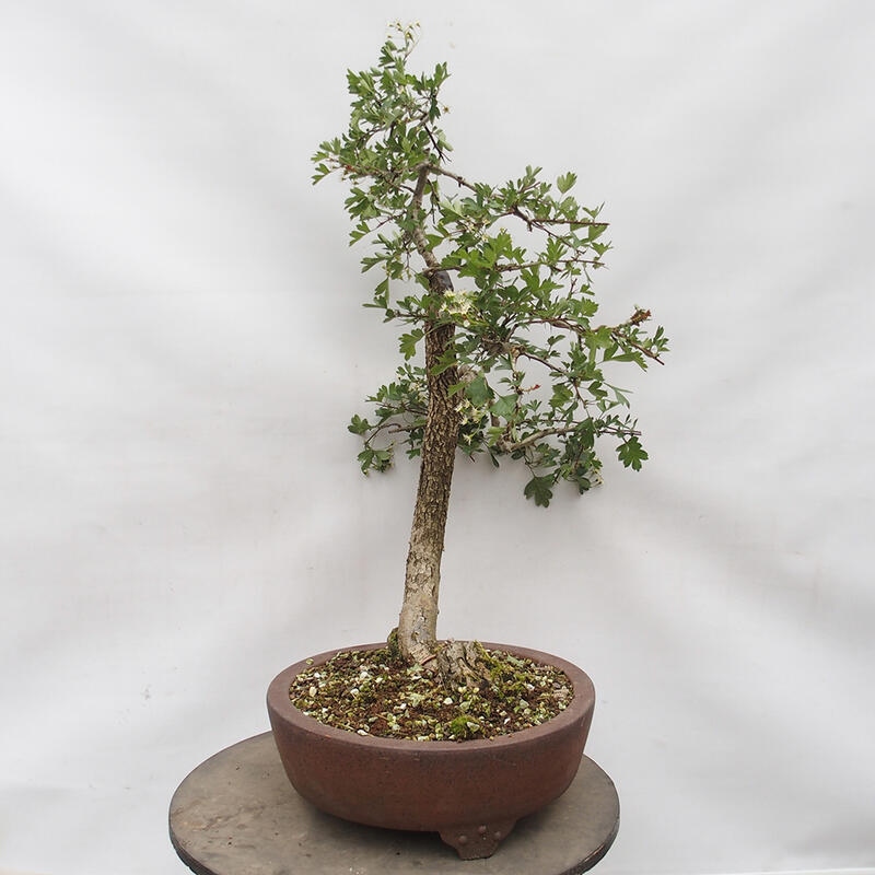 Outdoor bonsai - Hawthorn - Crataegus monogyna