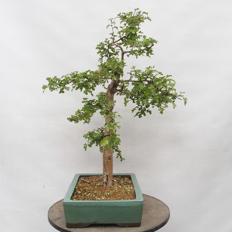 Outdoor bonsai - Hawthorn - Crataegus monogyna