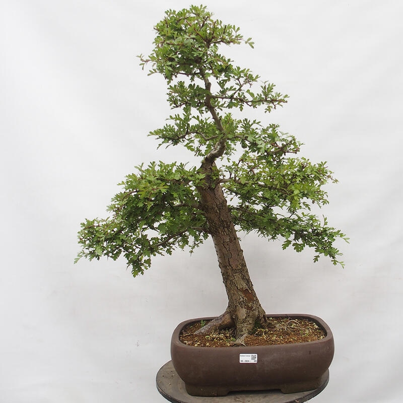 Outdoor bonsai - Hawthorn - Crataegus monogyna