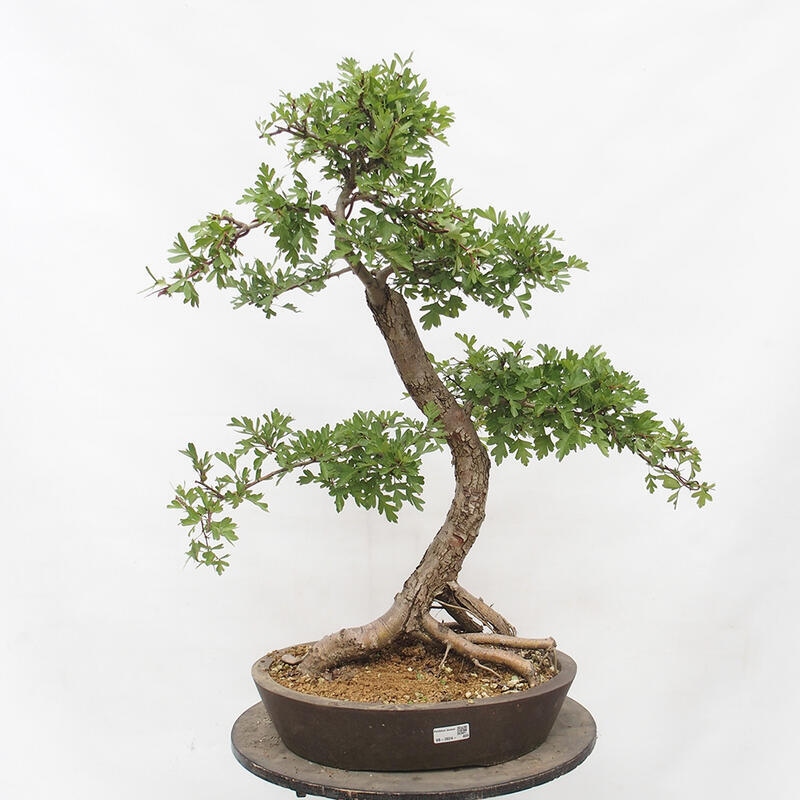 Outdoor bonsai - Hawthorn - Crataegus monogyna