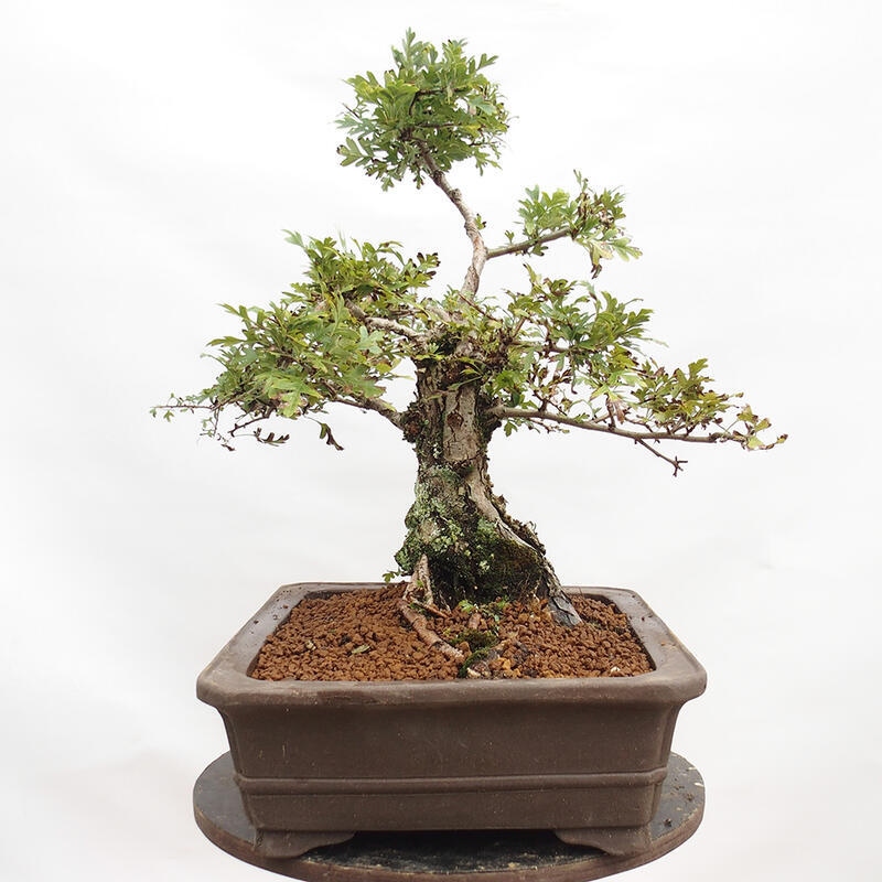 Outdoor bonsai - Hawthorn - Crataegus monogyna