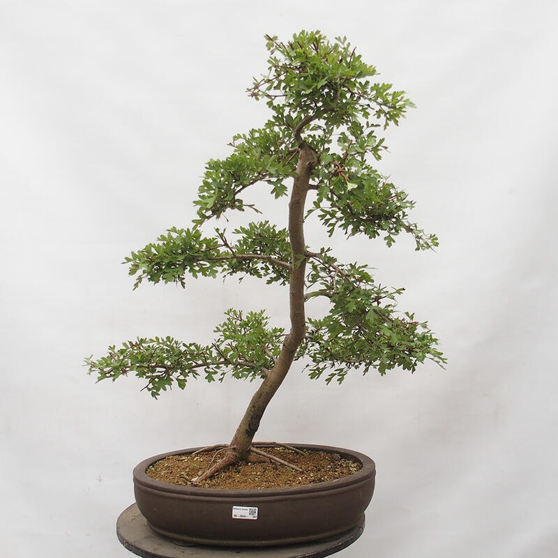 Outdoor bonsai - Hawthorn - Crataegus monogyna