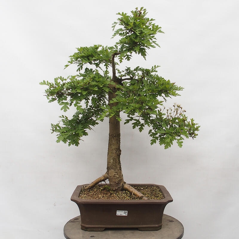 Outdoor bonsai - Hawthorn - Crataegus monogyna