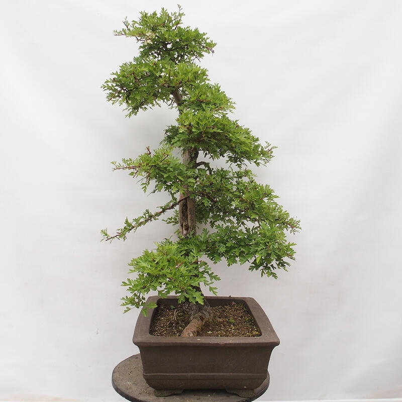 Outdoor bonsai - Hawthorn - Crataegus monogyna