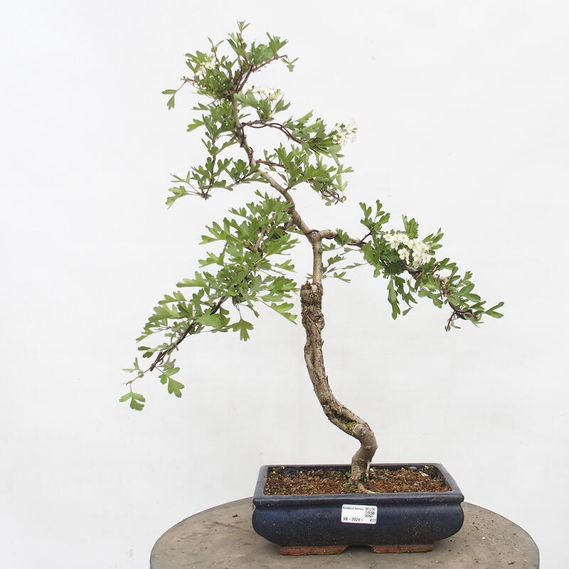 Outdoor bonsai - Hawthorn - Crataegus monogyna