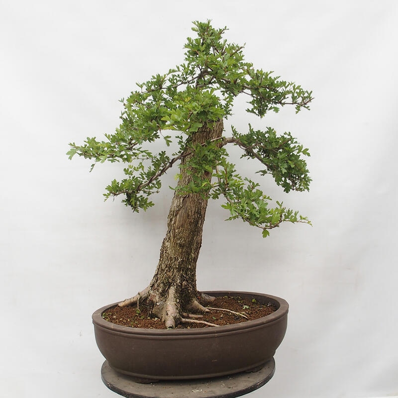 Outdoor bonsai - Hawthorn - Crataegus monogyna