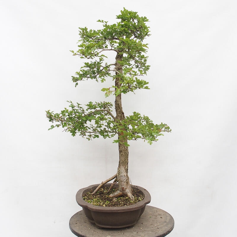 Outdoor bonsai - Hawthorn - Crataegus monogyna