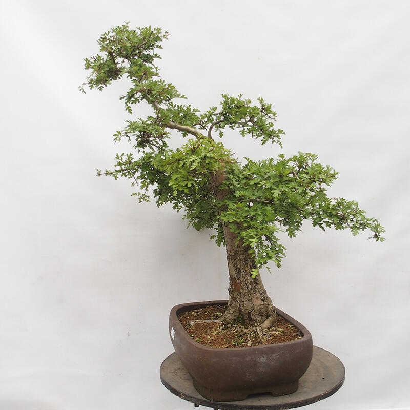 Outdoor bonsai - Hawthorn - Crataegus monogyna