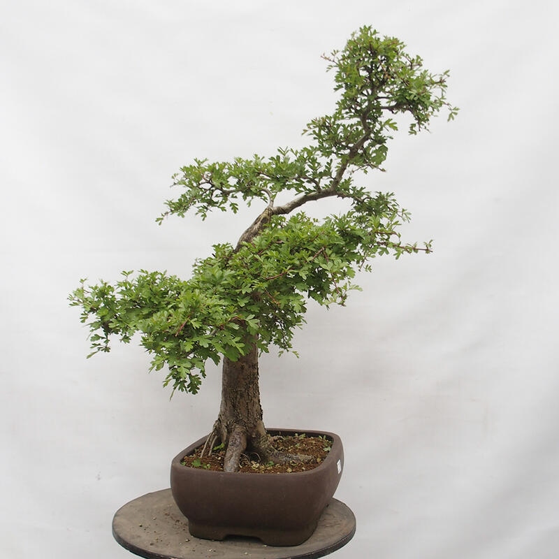 Outdoor bonsai - Hawthorn - Crataegus monogyna