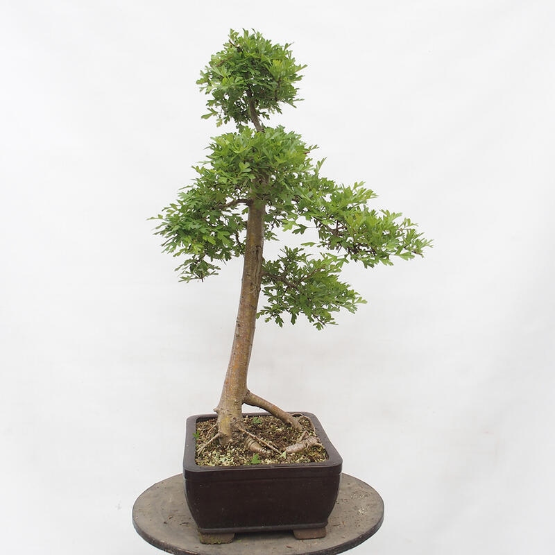 Outdoor bonsai - Hawthorn - Crataegus monogyna