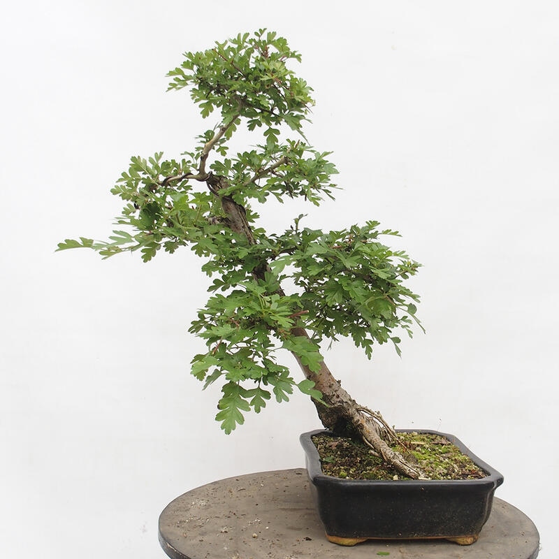 Outdoor bonsai - Hawthorn - Crataegus monogyna