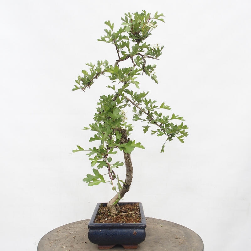 Outdoor bonsai - Hawthorn - Crataegus monogyna