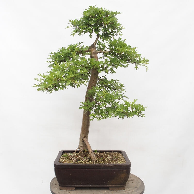 Outdoor bonsai - Hawthorn - Crataegus monogyna