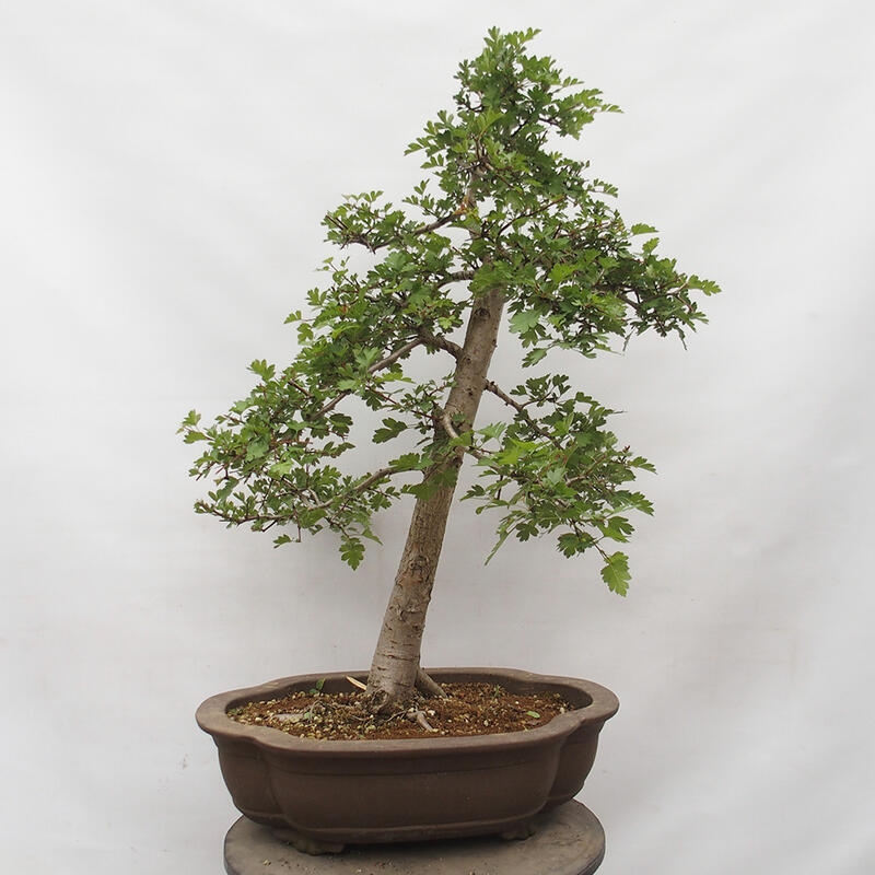 Outdoor bonsai - Hawthorn - Crataegus monogyna