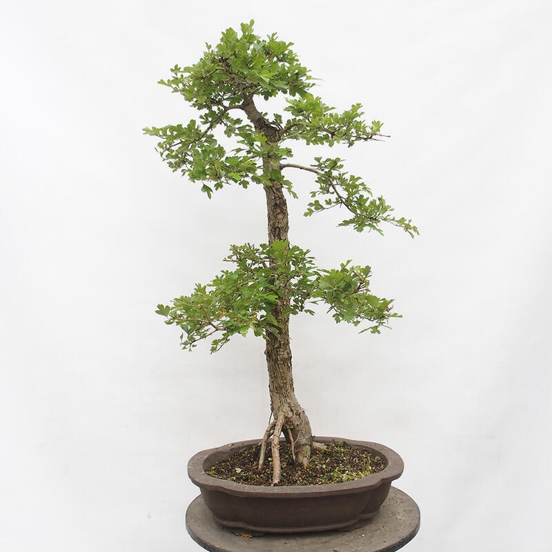 Outdoor bonsai - Hawthorn - Crataegus monogyna