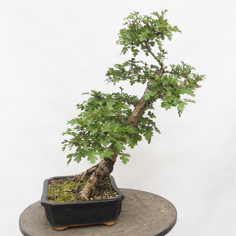 Outdoor bonsai - Hawthorn - Crataegus monogyna