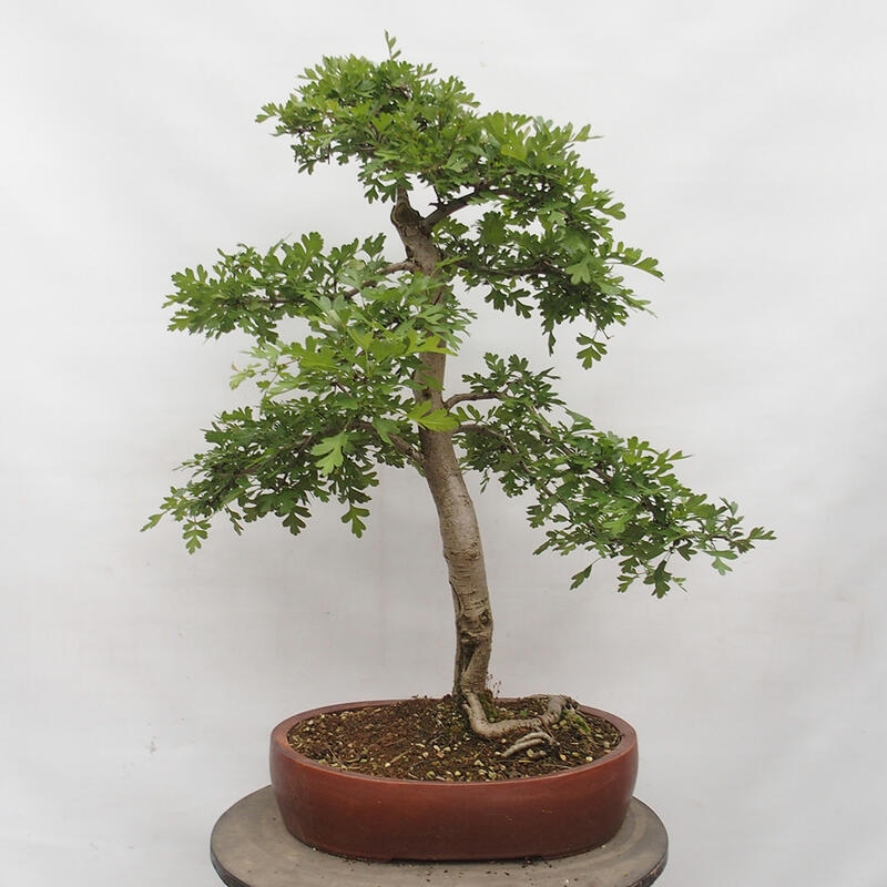 Outdoor bonsai - Hawthorn - Crataegus monogyna