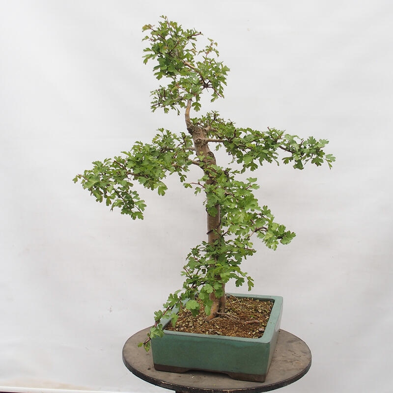 Outdoor bonsai - Hawthorn - Crataegus monogyna