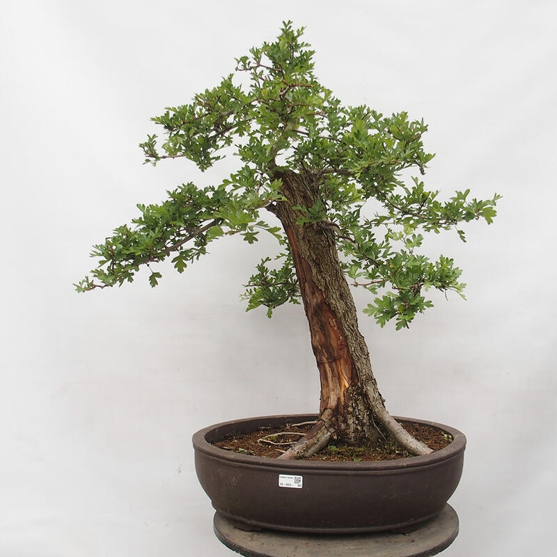 Outdoor bonsai - Hawthorn - Crataegus monogyna