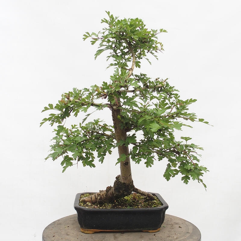 Outdoor bonsai - Hawthorn - Crataegus monogyna