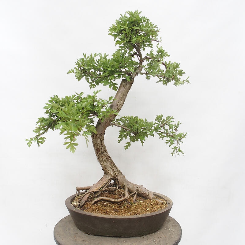 Outdoor bonsai - Hawthorn - Crataegus monogyna