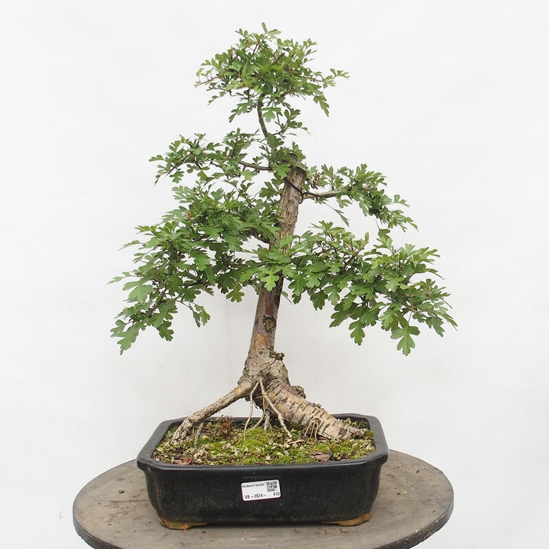 Outdoor bonsai - Hawthorn - Crataegus monogyna