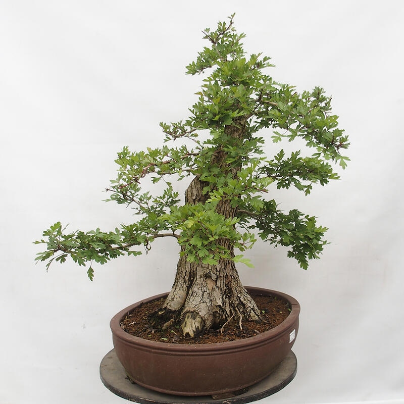 Outdoor bonsai - Hawthorn - Crataegus monogyna