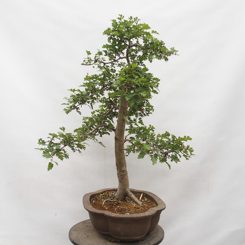 Outdoor bonsai - Hawthorn - Crataegus monogyna