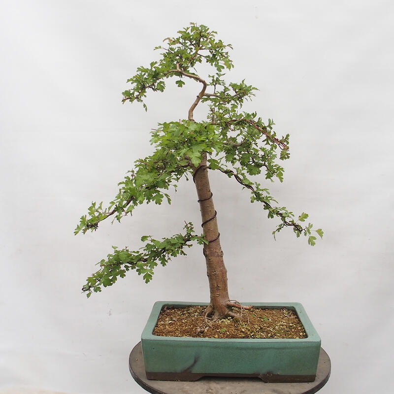 Outdoor bonsai - Hawthorn - Crataegus monogyna