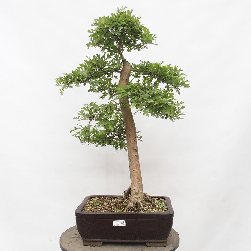 Outdoor bonsai - Hawthorn - Crataegus monogyna