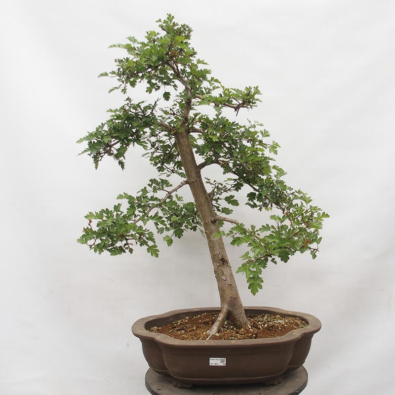 Outdoor bonsai - Hawthorn - Crataegus monogyna