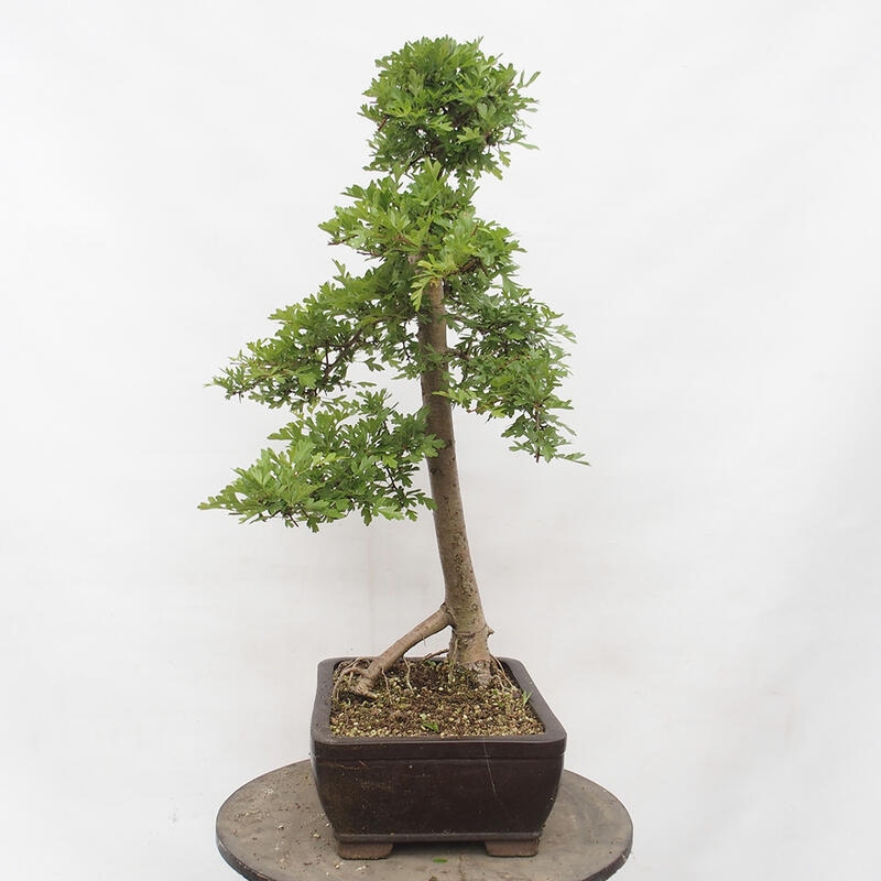 Outdoor bonsai - Hawthorn - Crataegus monogyna