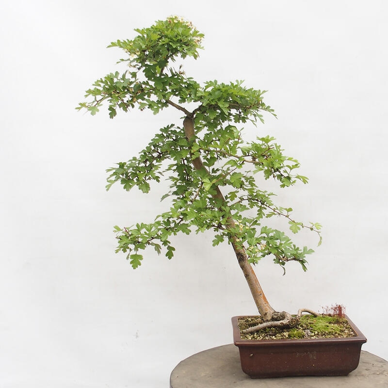 Outdoor bonsai - Hawthorn - Crataegus monogyna