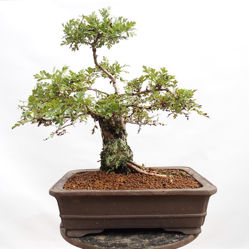 Outdoor bonsai - Hawthorn - Crataegus monogyna