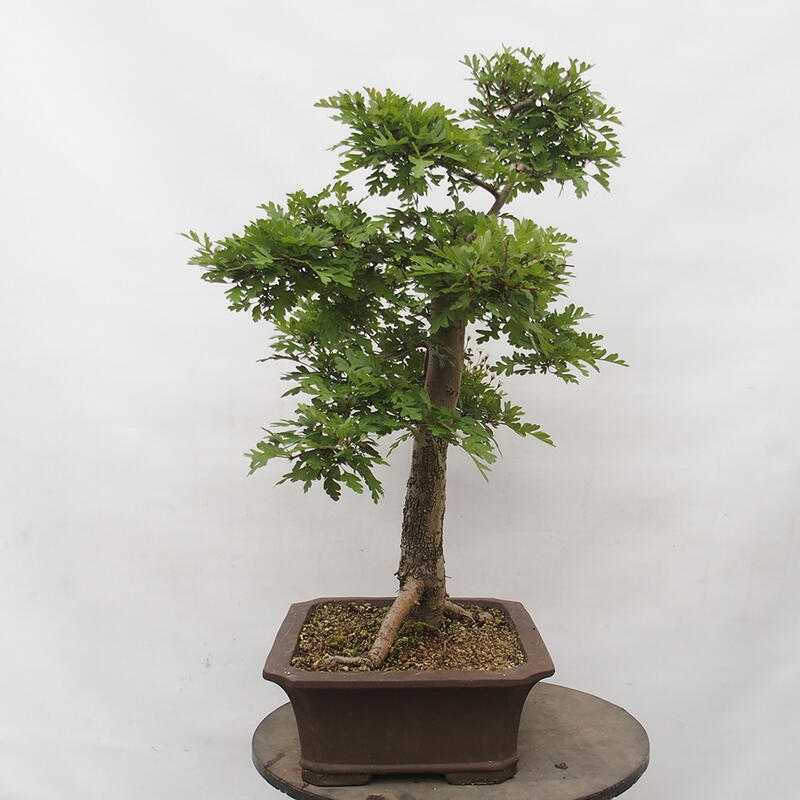 Outdoor bonsai - Hawthorn - Crataegus monogyna