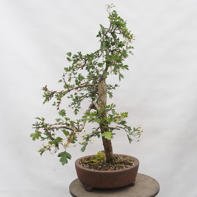 Outdoor bonsai - Hawthorn - Crataegus monogyna