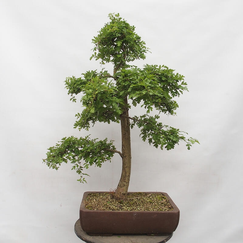 Outdoor bonsai - Hawthorn - Crataegus monogyna