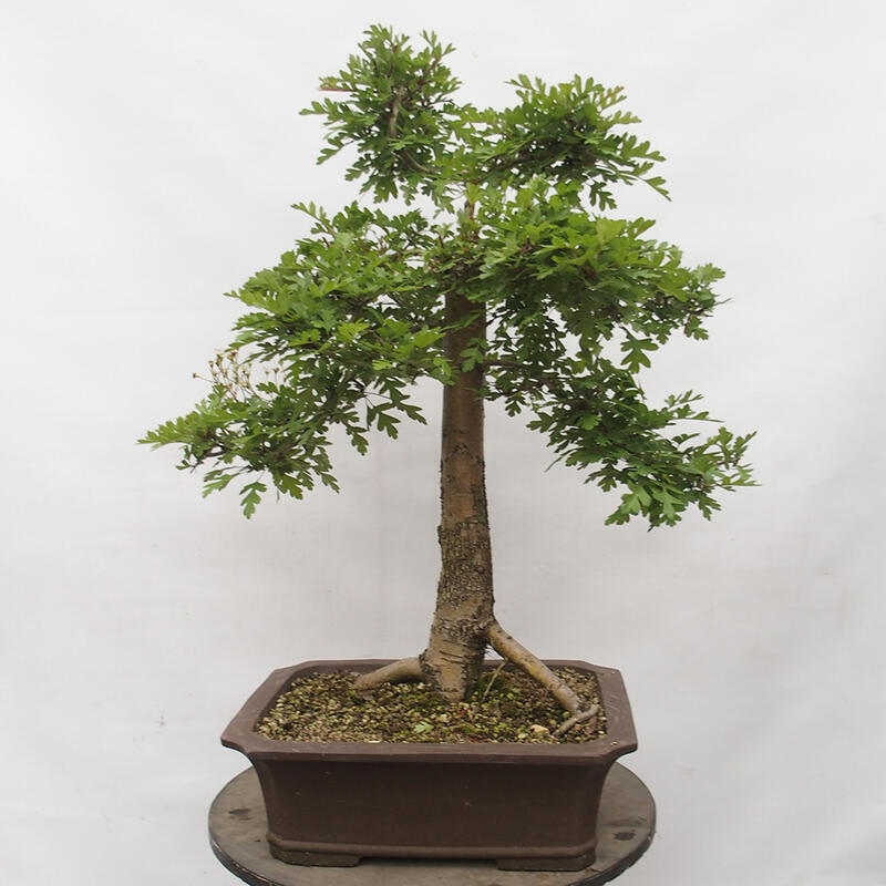 Outdoor bonsai - Hawthorn - Crataegus monogyna