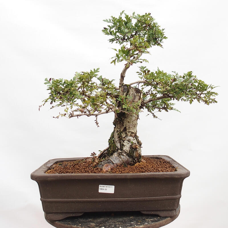 Outdoor bonsai - Hawthorn - Crataegus monogyna