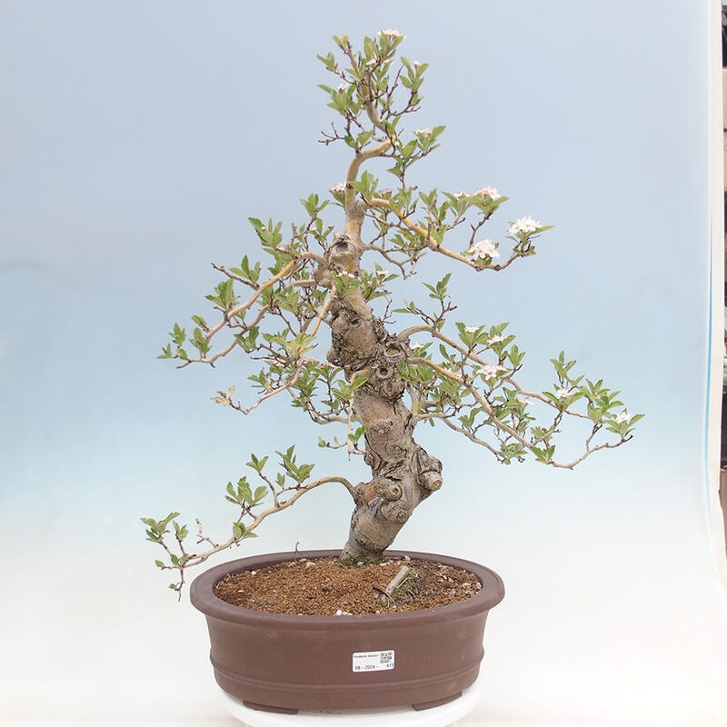 Outdoor bonsai - Hawthorn - Crataegus cuneata