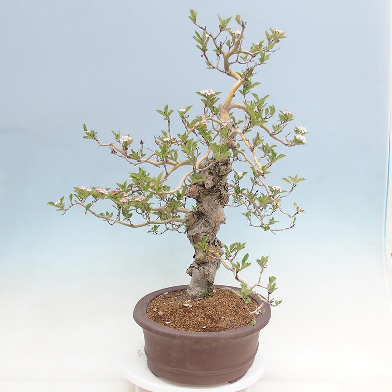 Outdoor bonsai - Hawthorn - Crataegus cuneata