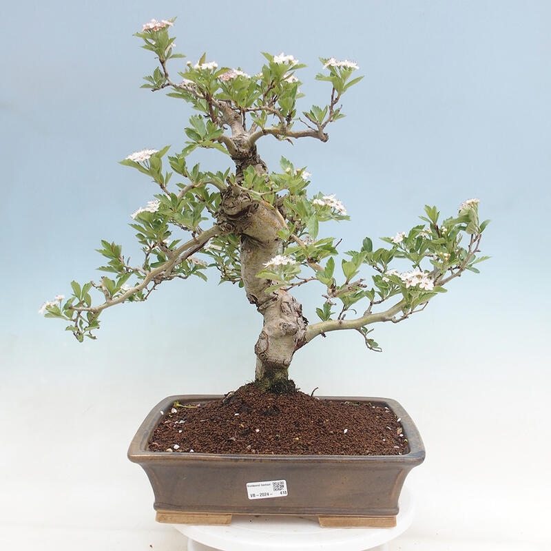 Outdoor bonsai - Hawthorn - Crataegus cuneata