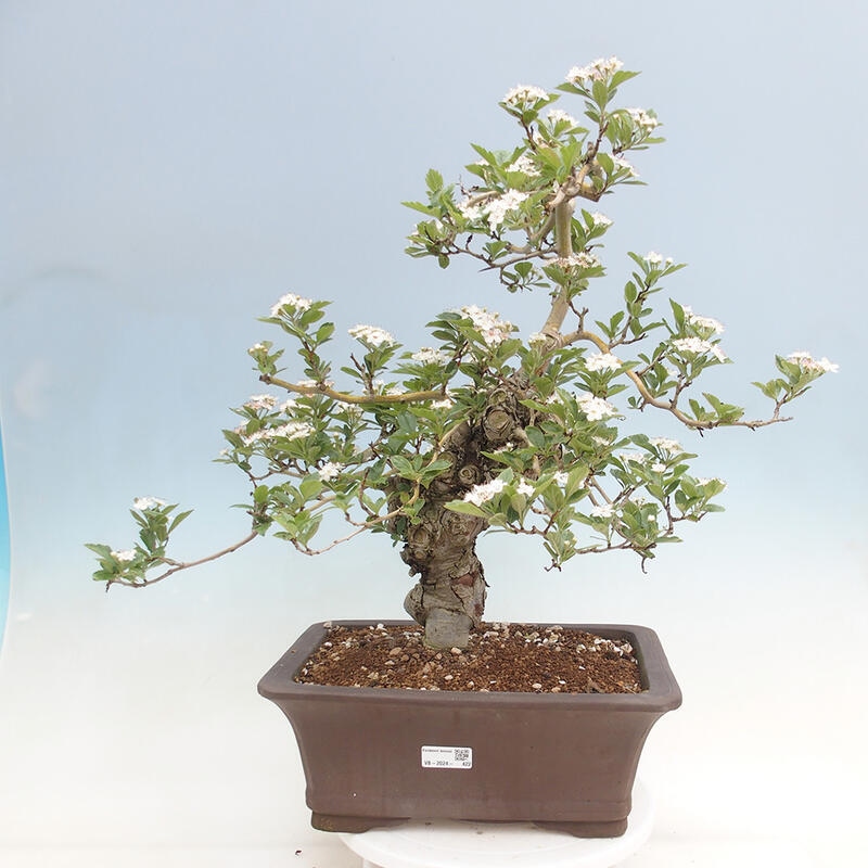 Outdoor bonsai - Hawthorn - Crataegus cuneata