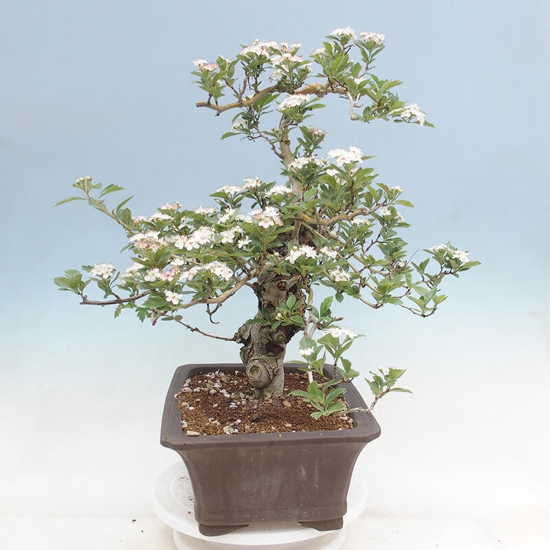 Outdoor bonsai - Hawthorn - Crataegus cuneata