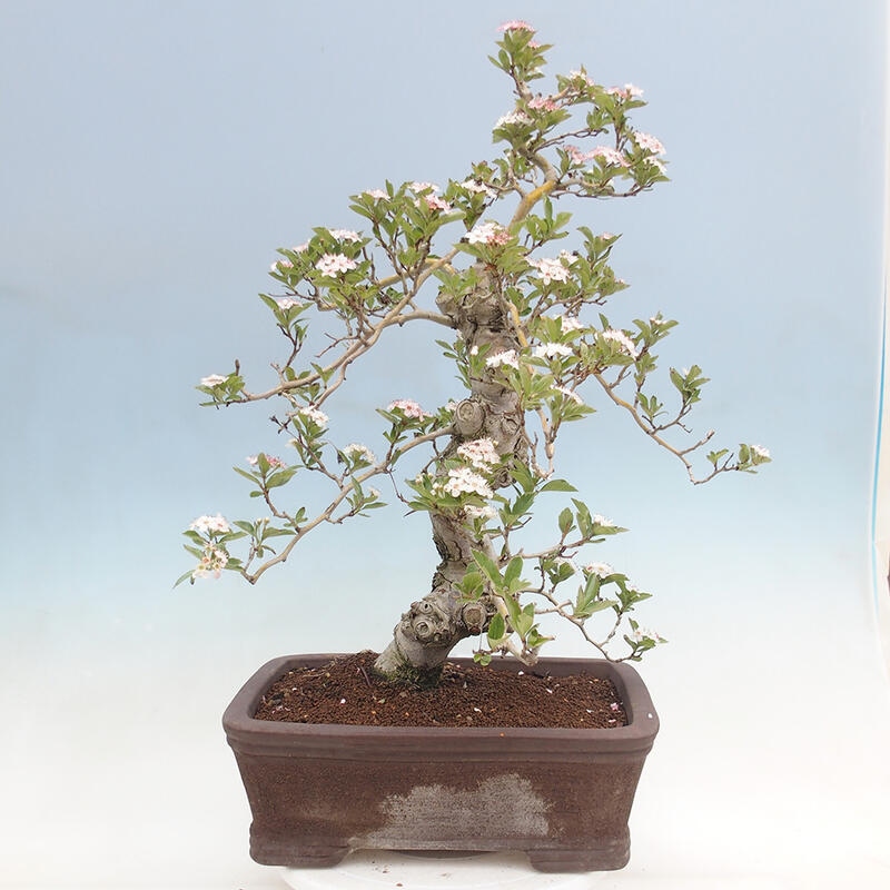 Outdoor bonsai - Hawthorn - Crataegus cuneata