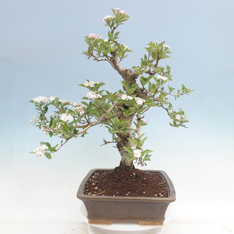 Outdoor bonsai - Hawthorn - Crataegus cuneata